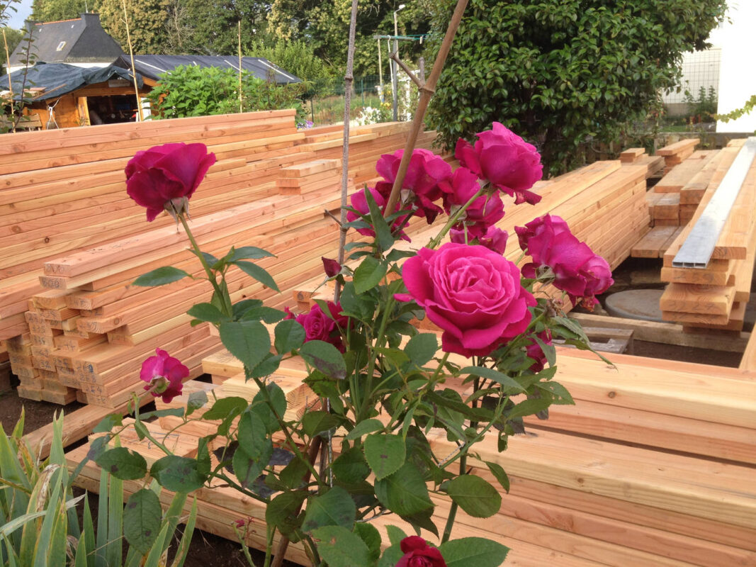 Rosier au milieu du bois