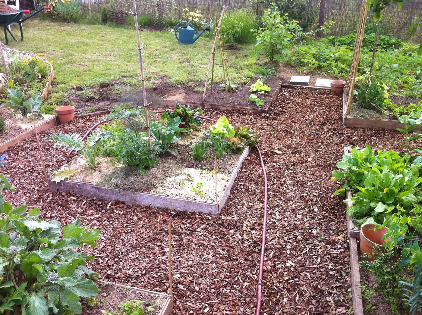 Les carrés du potager en mai 2011