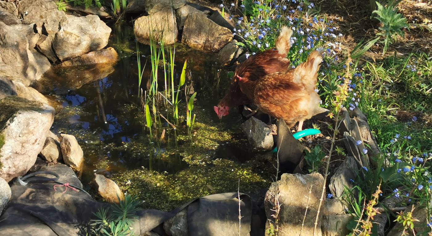 Les poules boivent dans le bassin