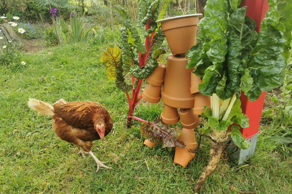 Récolte de Blettes sous l’œil des poules et du gardien du jardin