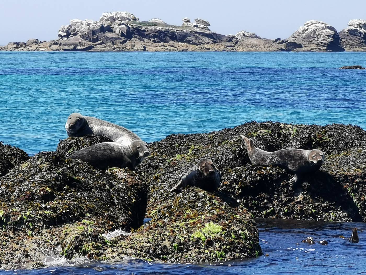 Une partie des phoques qui se reposent au soleil