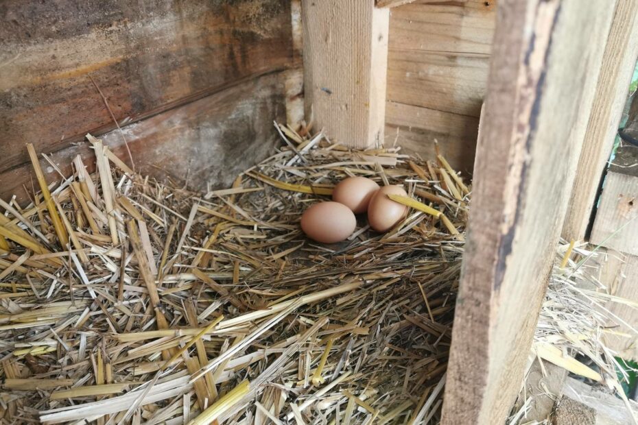 Oeuf au retour