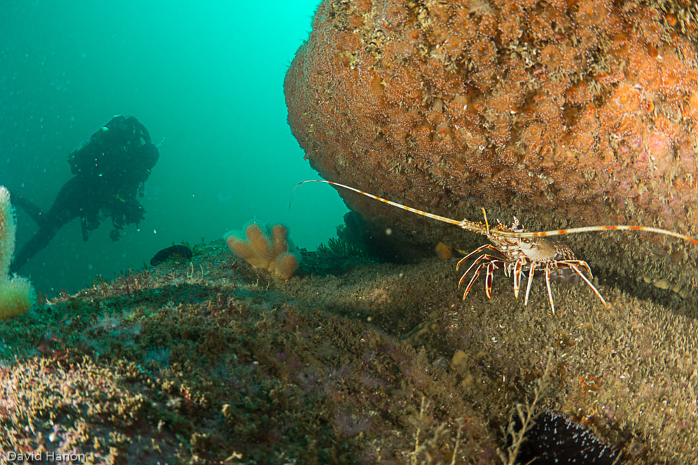 Langouste sur Basse an Ero