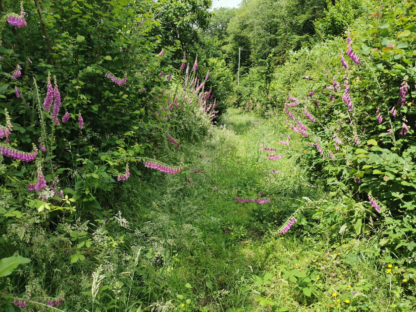 Sentier sous le soleil 