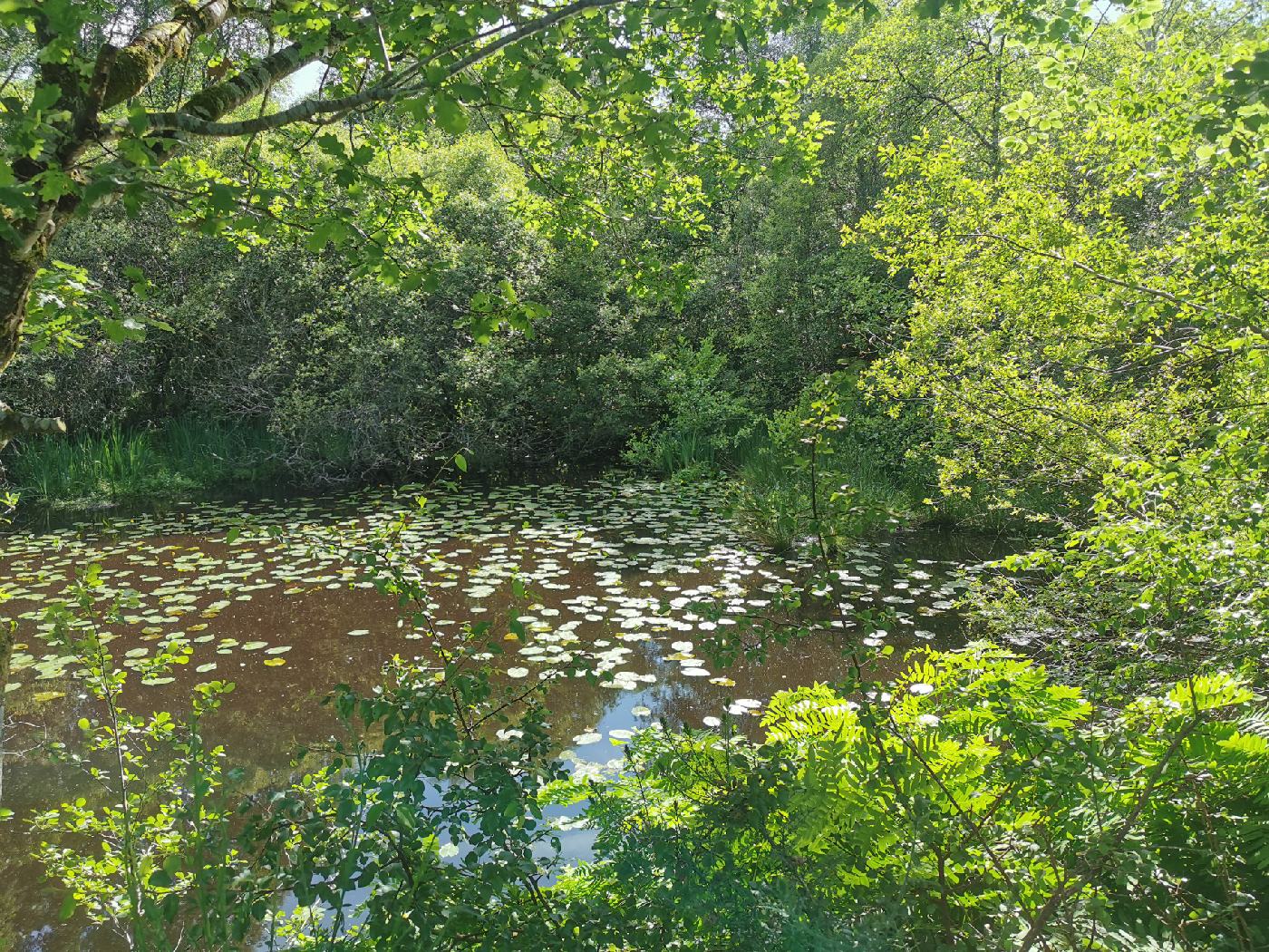 Les frayères le long du canal