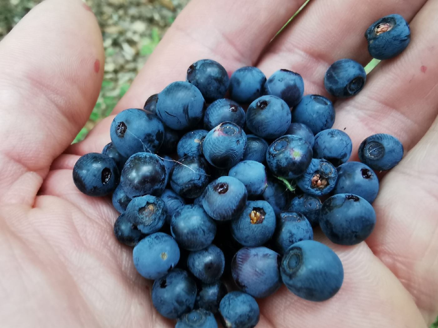 Quelque myrtilles pour le goûter