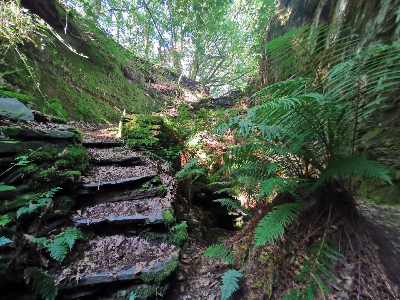 L'intérieur d'un des puits, on croirais des fougères arboressante