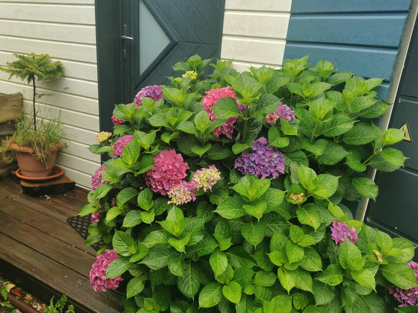 Heureusement les Hortensia égaille le jardin