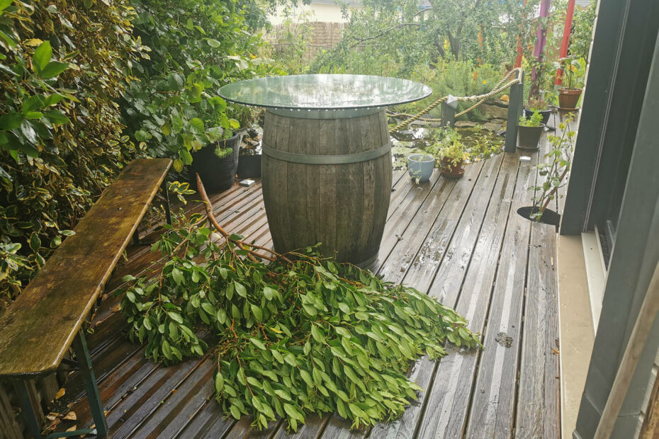 Branche cassée par la tempête