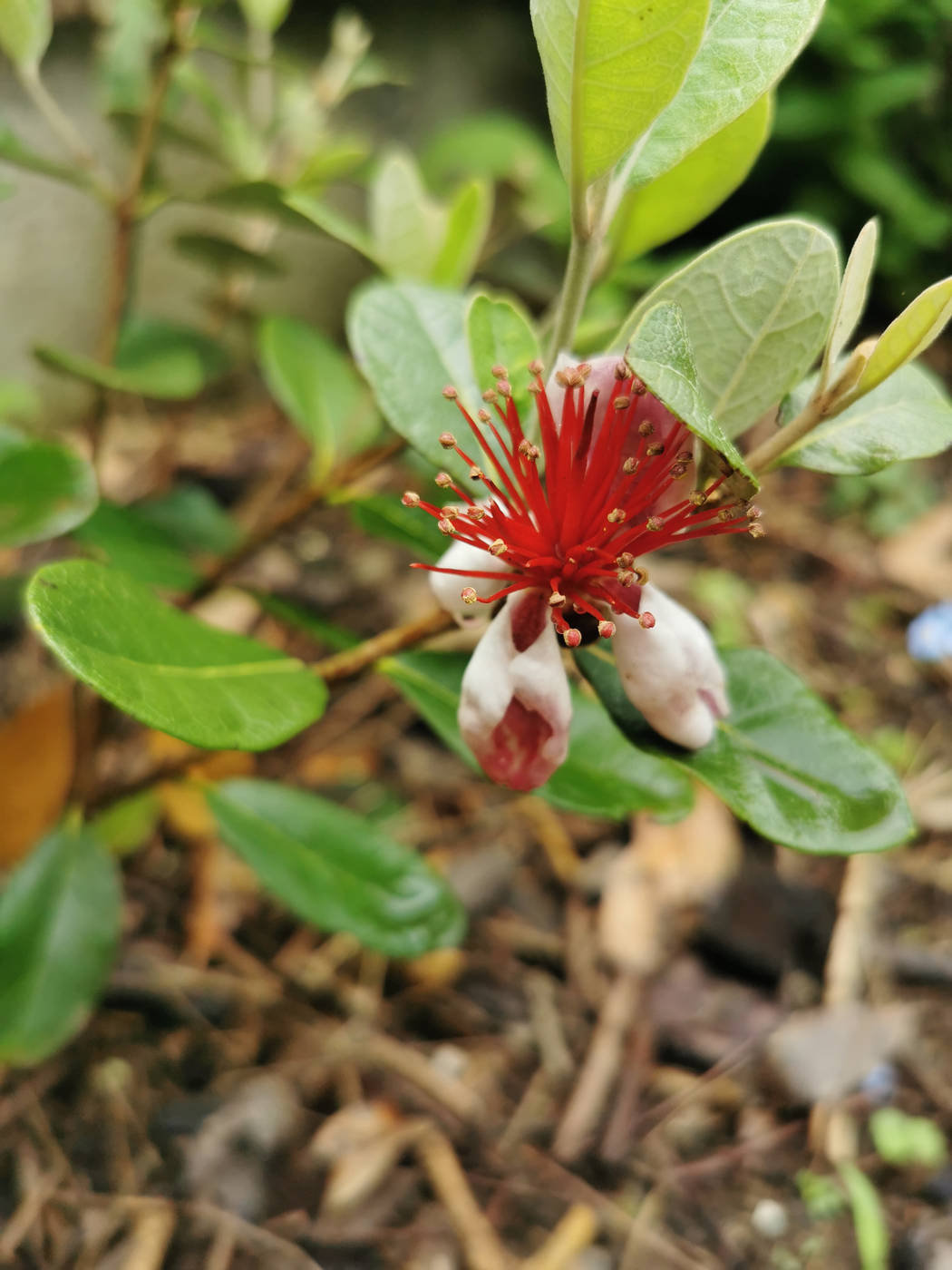 Fleur de feijoa