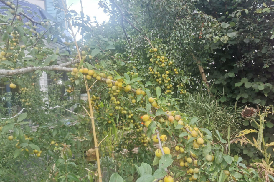 Branche de mirabelles