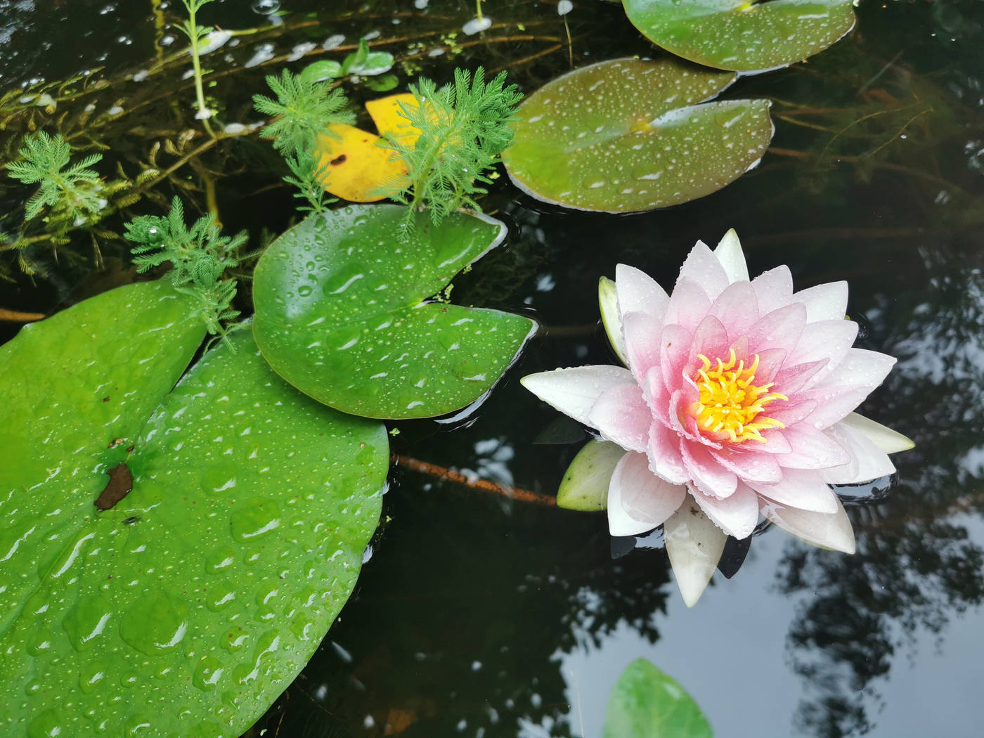 Nymphéa ‘Lothar Von Oldehoff’