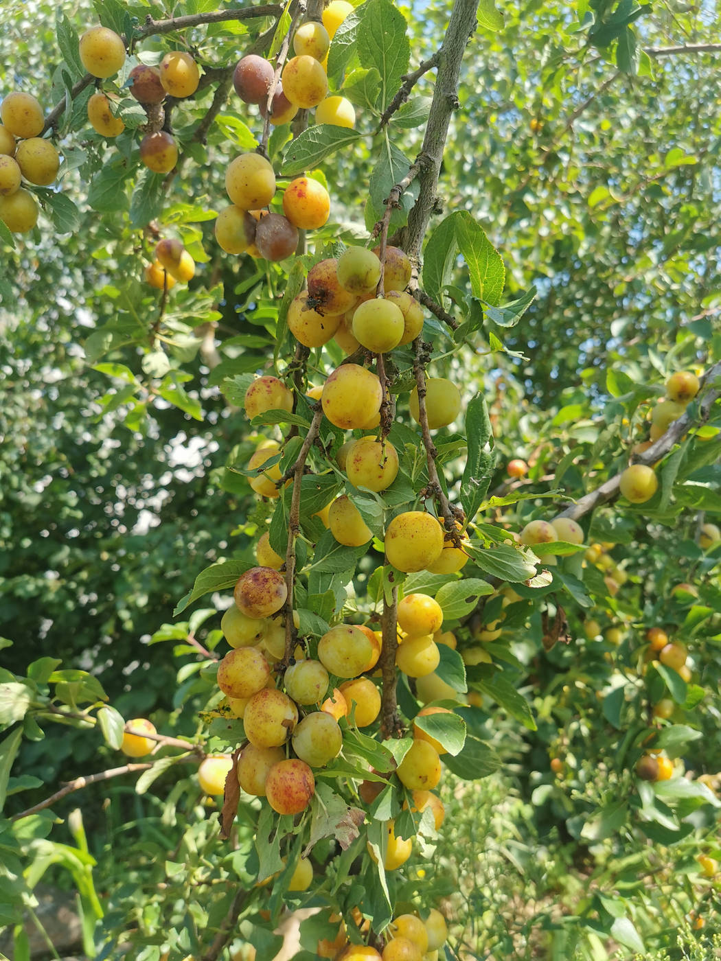 Branches de mirabelles chargées