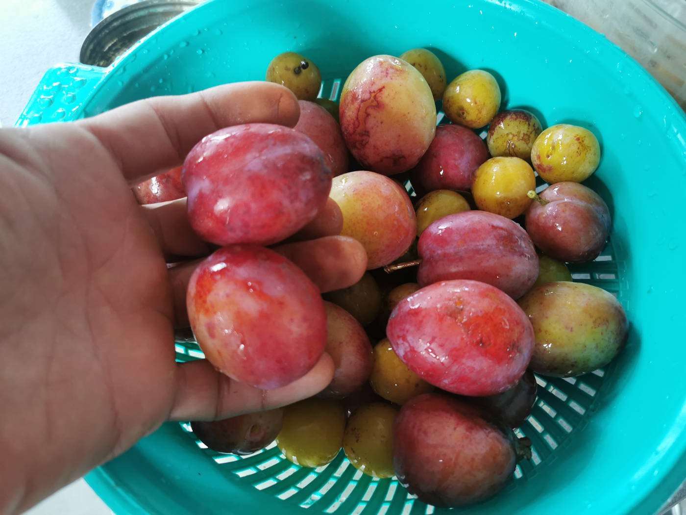 Des grosses prunes aussi