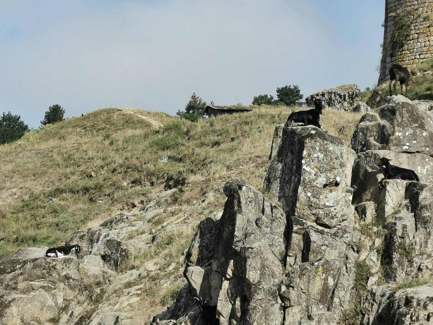 Chèvres au pied des remparts