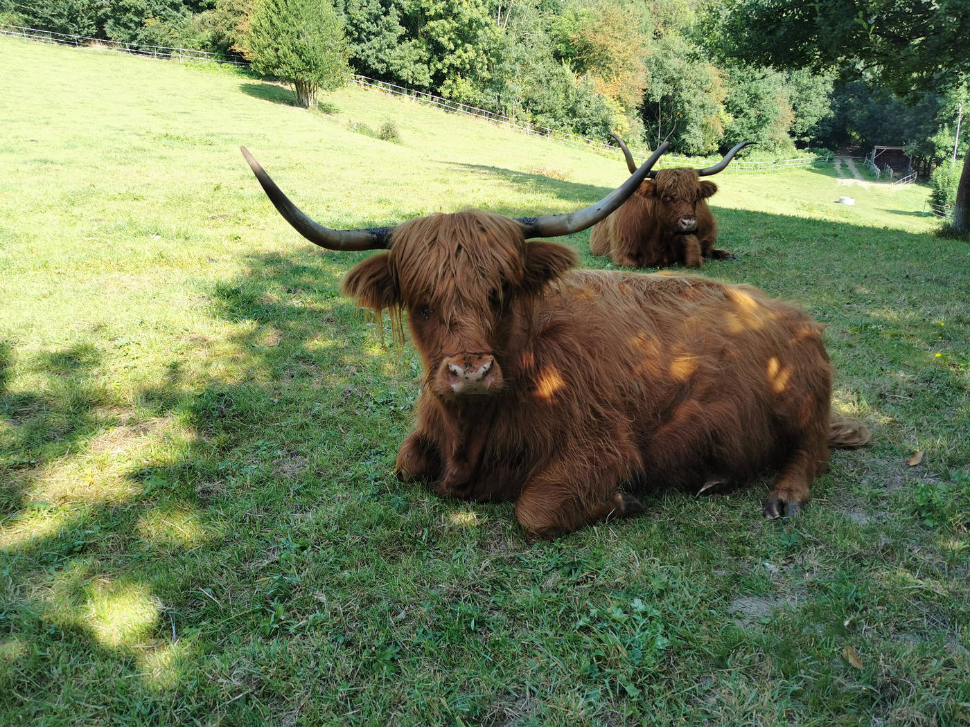 Vaches avec de belles cornes