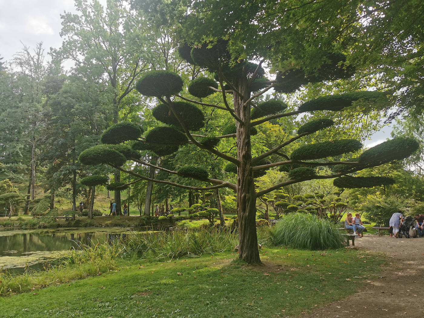 Un arbres plus grand tailler en nuages