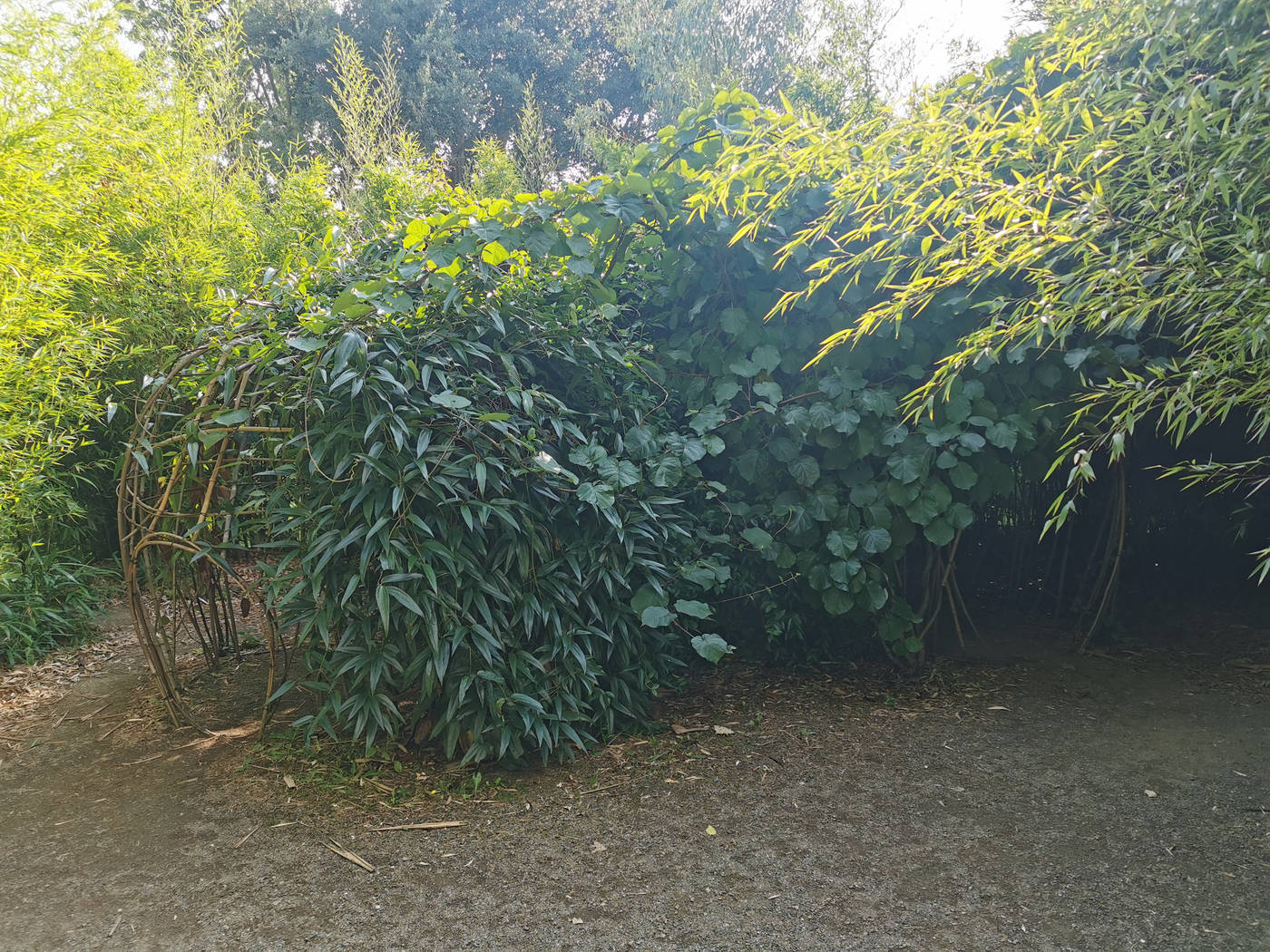  Igloo de plantes grimpantes