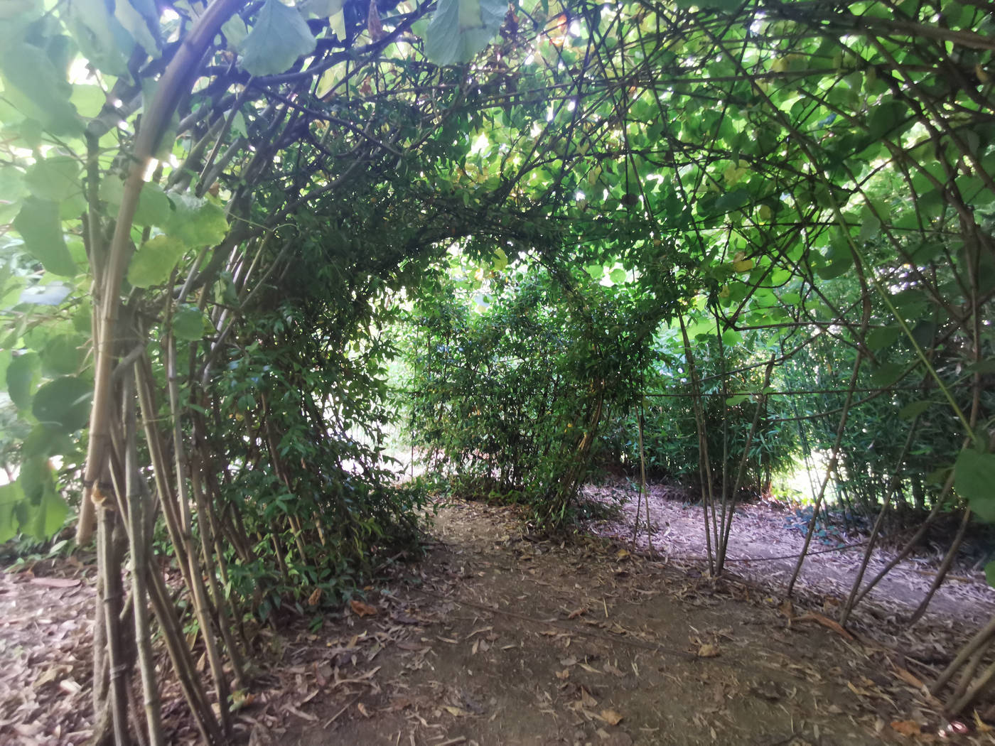 Vu de l'intérieur de l'igloo végétal