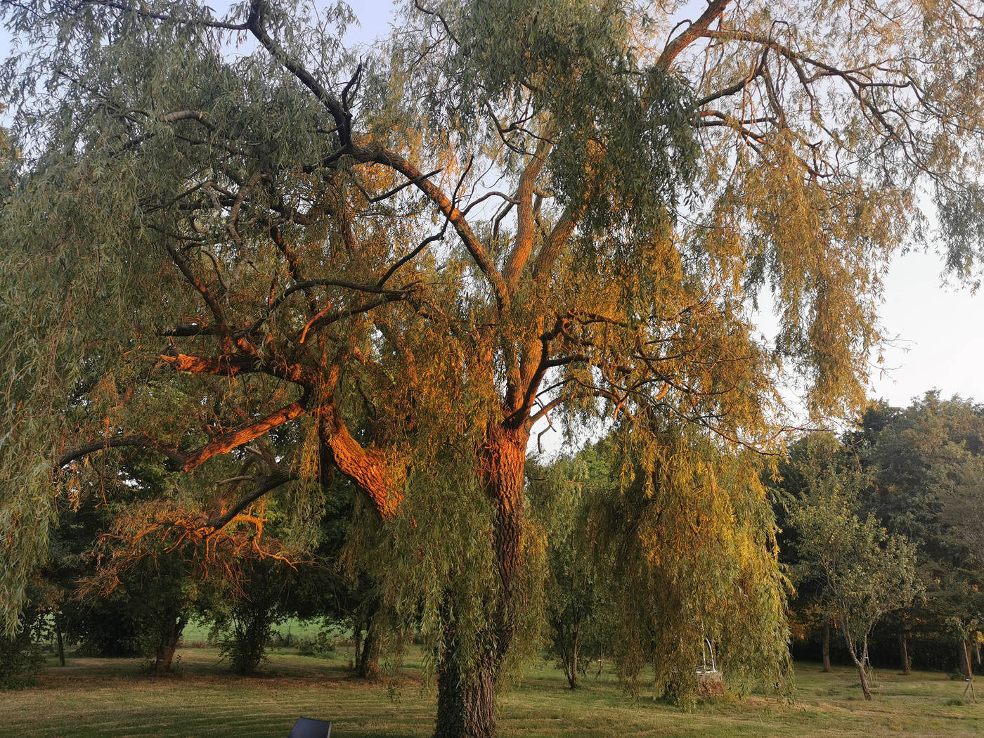 Lumières du soir sur le saule