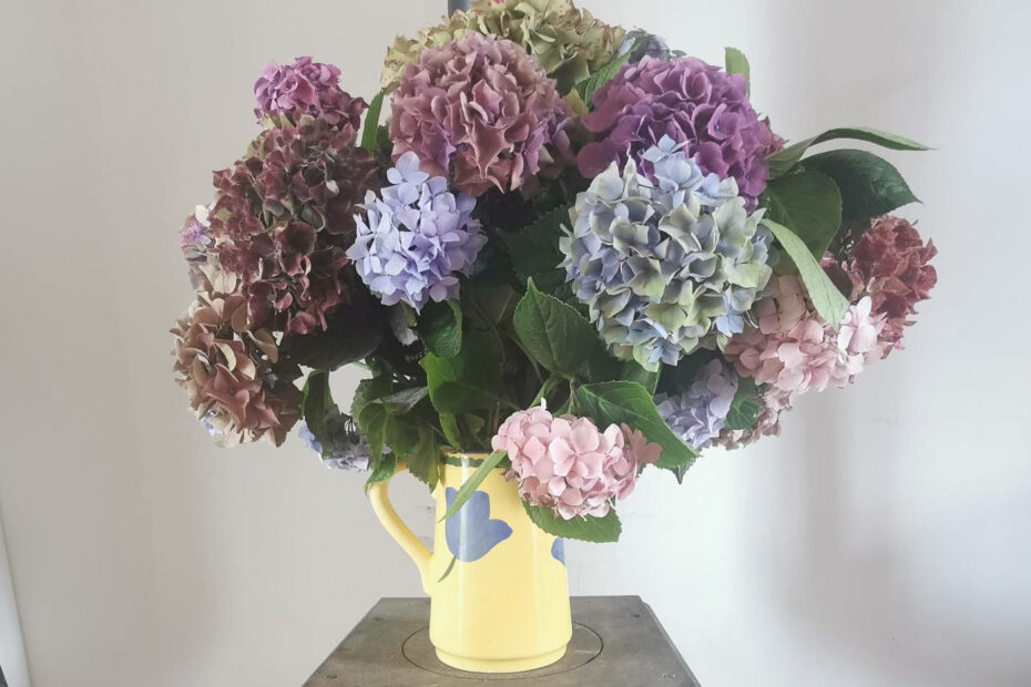 Le traditionnel bouquet d’Hortensia