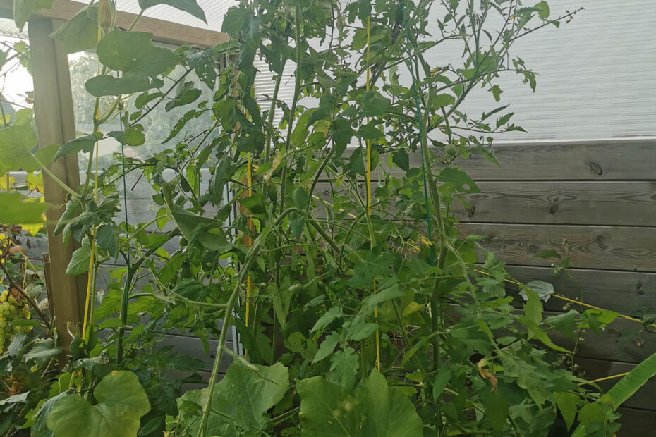 Plants de tomates dans la serre