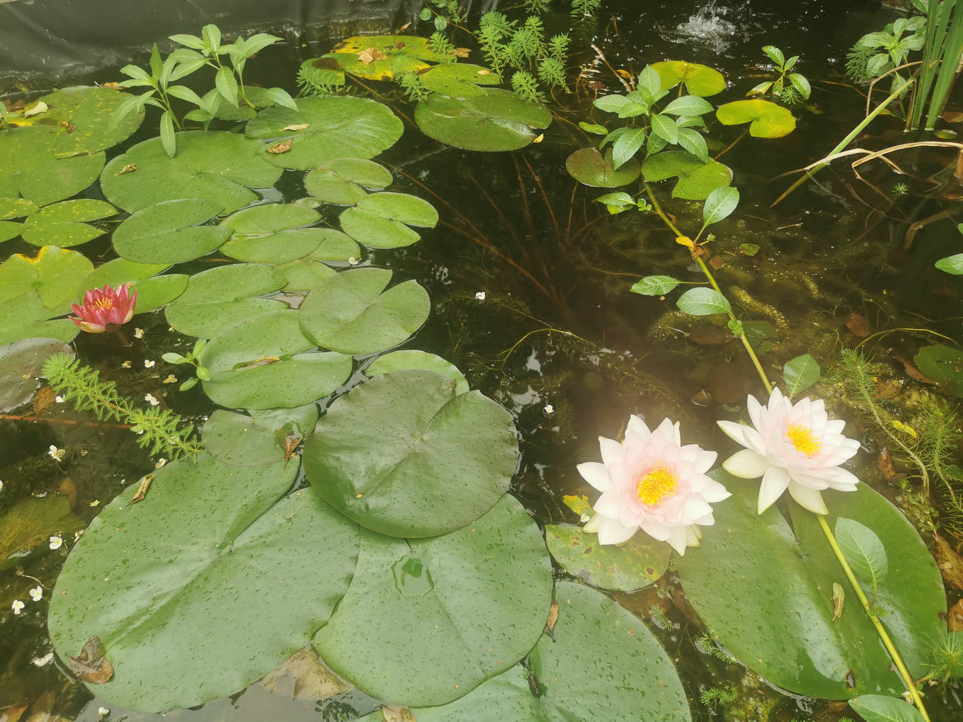 Le bassin avec les Nymphéa toujours en fleurs