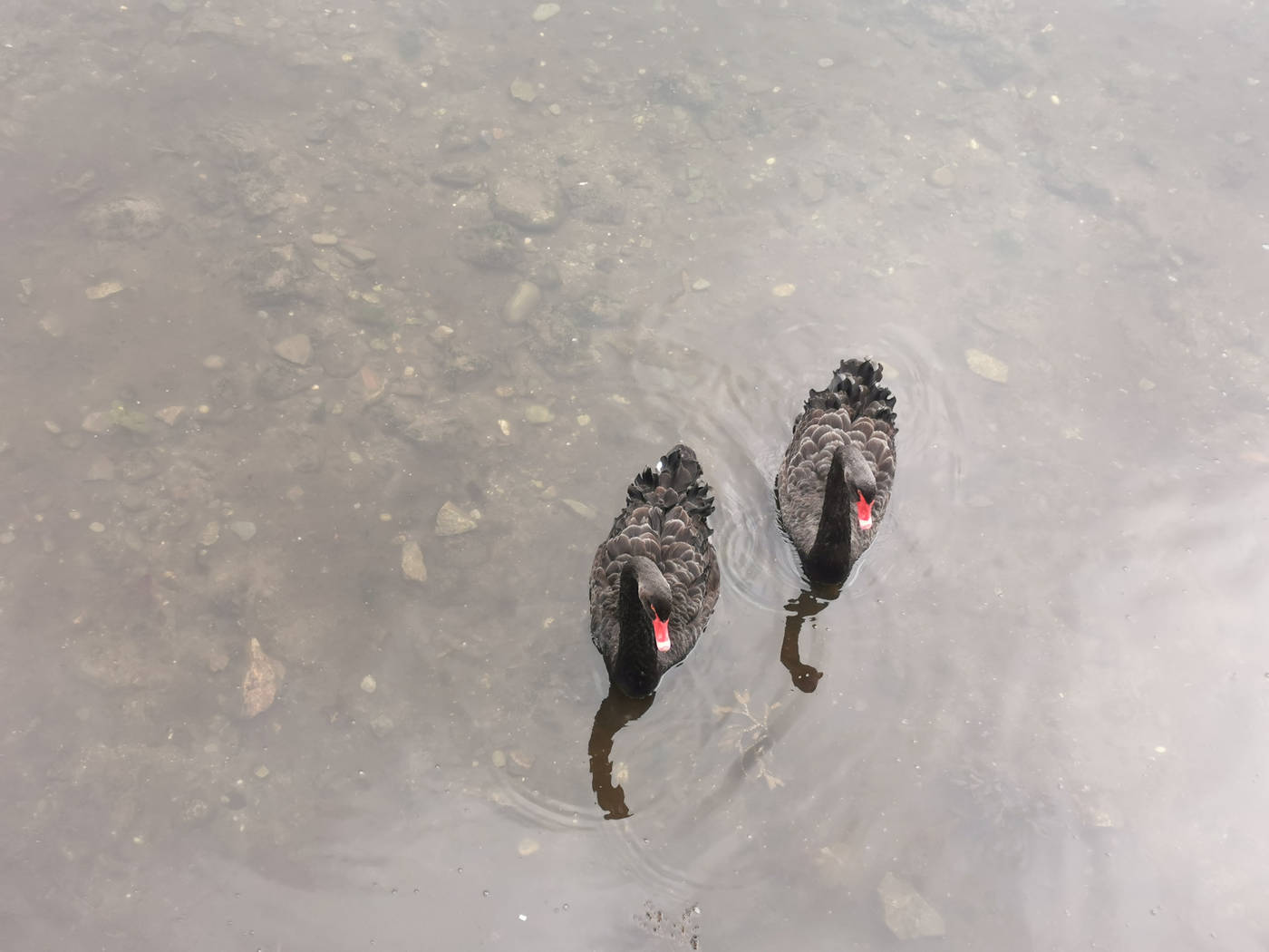 Des cygnes noirs dans le port