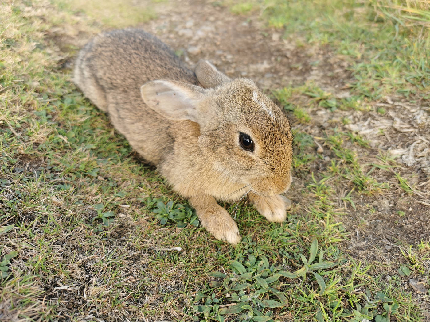 Petit lapin sur le chemin