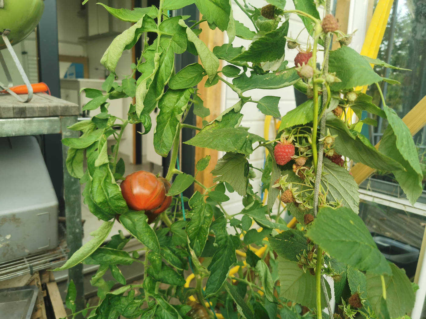 Tomates et Framboises