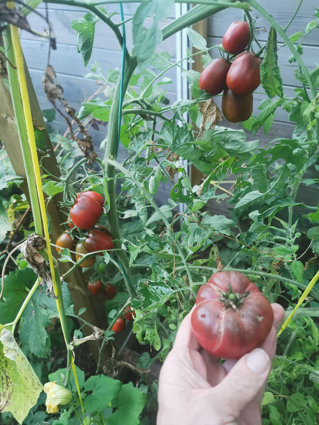 Tomate dans la serre