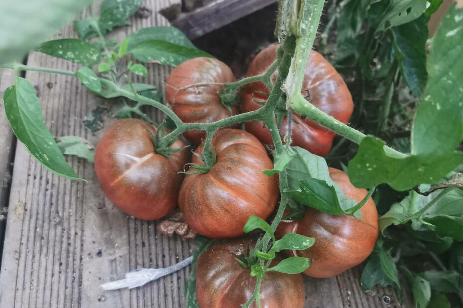 Tomates dans la serre