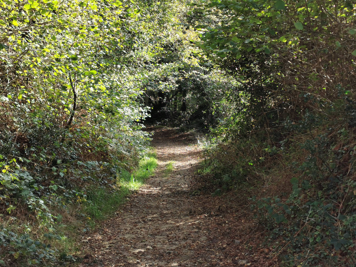 On rentre dans la forêt