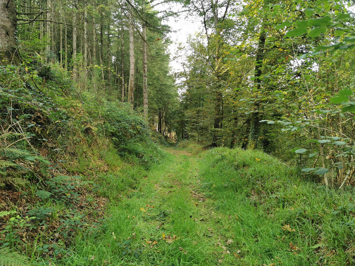 Route d'herbe et Résineux