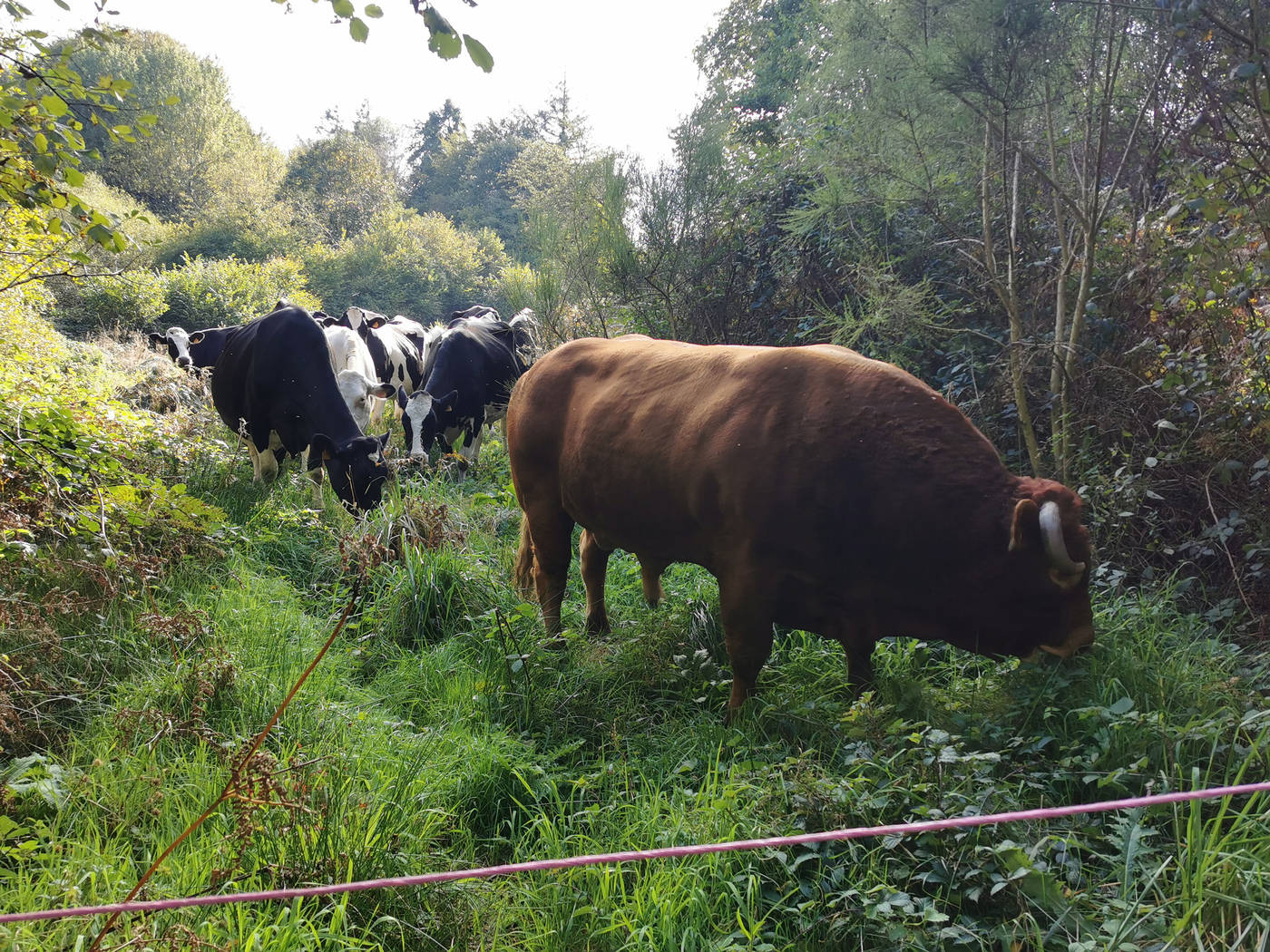 Taureau et vaches dans leur enclos