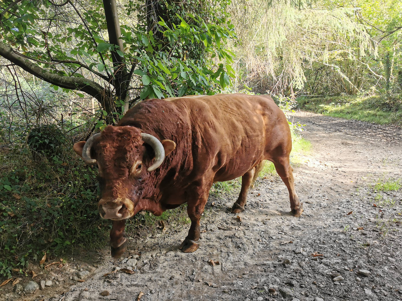 Ha, le taureau est en liberté maintenant