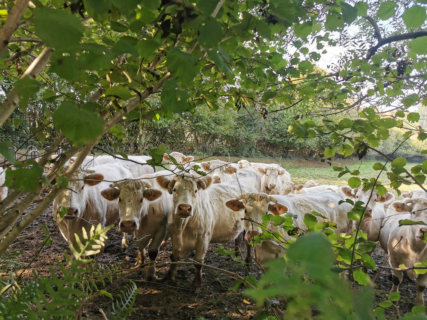 Champ de vaches