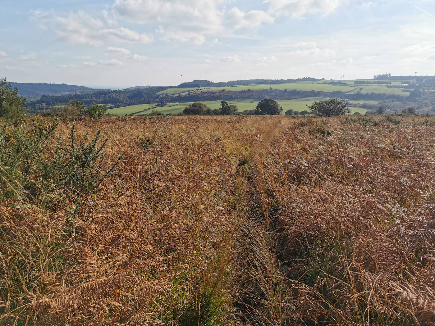 Sentier d'herbes folles dans la savane