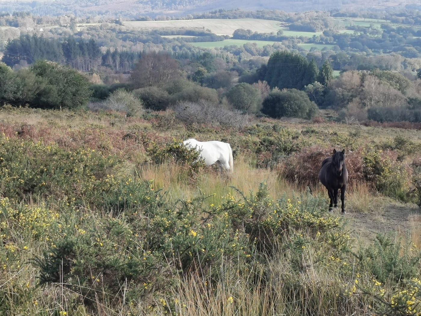 Chevaux