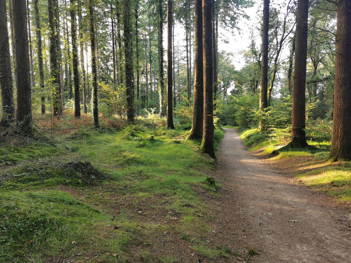 Sentiers herbeux ou forestier