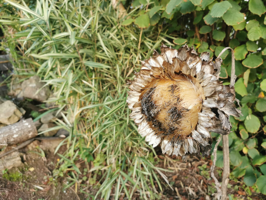 Reste de tournesol