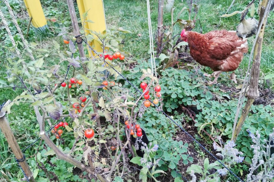 Tomates cerises et une poule début novembre