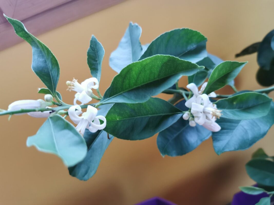 Fleurs de Citronnier