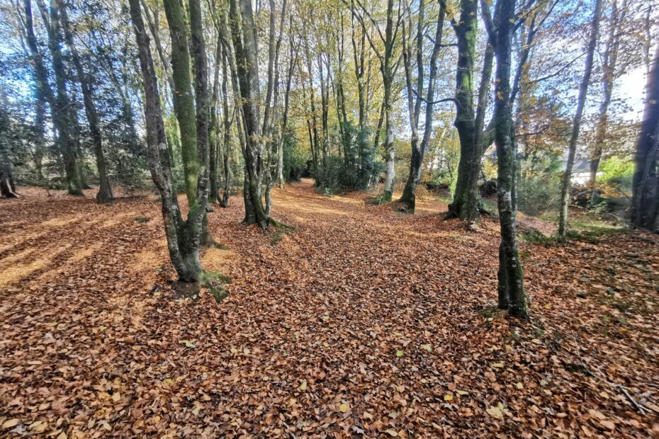 Feuilles mortes d'automne