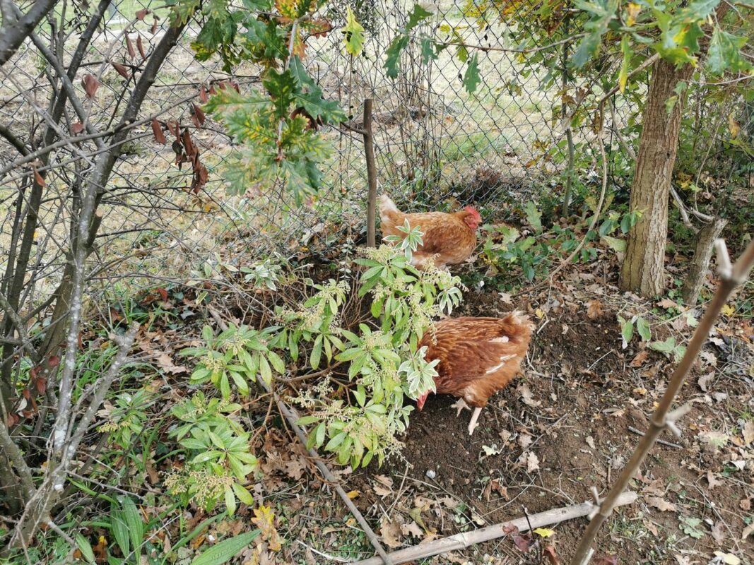 Les poules sont folles de joie