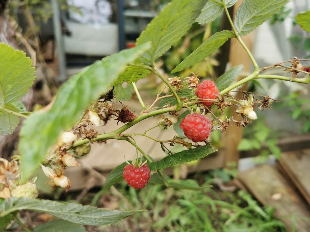 Y'a encore des framboises