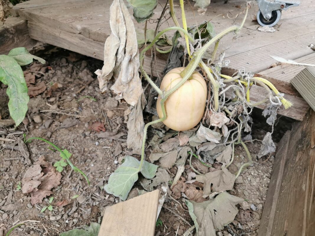 Une courge