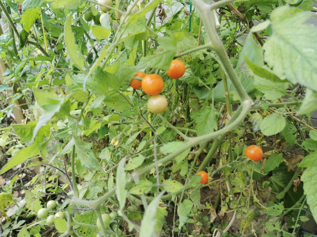 et des tomates cerises