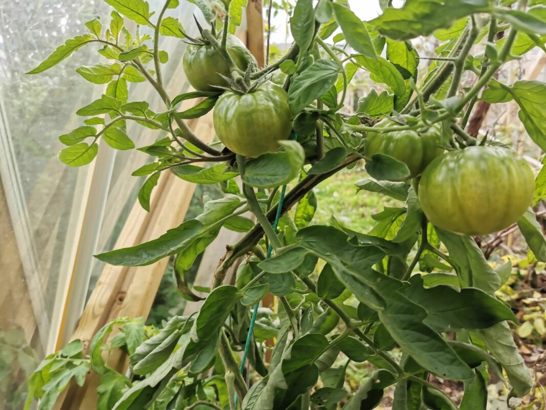 Nouvelles tomates dans la semi-serre