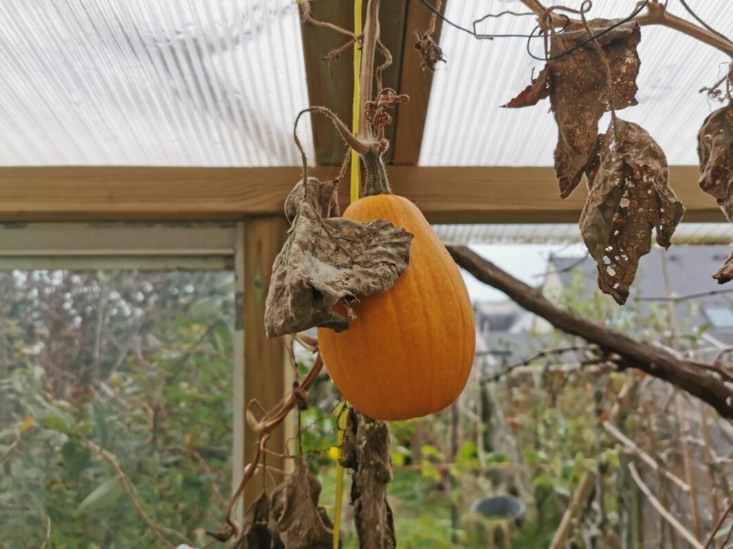 Une autre courge au plafond